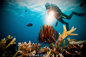 Diver highlighting the coral reef. by Mark Carter 